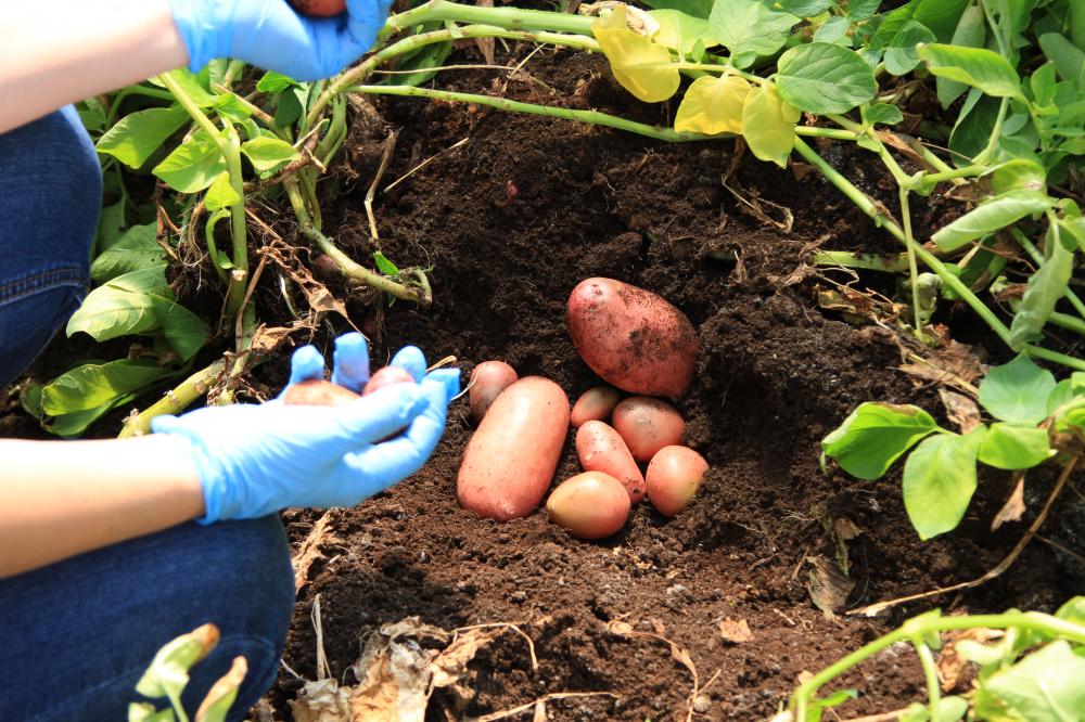 Реализация федпроекта позволила получить самый высокий урожай картофеля за 30 лет