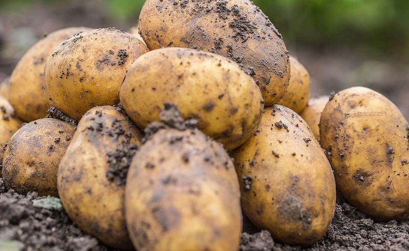 Центр семеноводства картофеля появится в Новгородской области