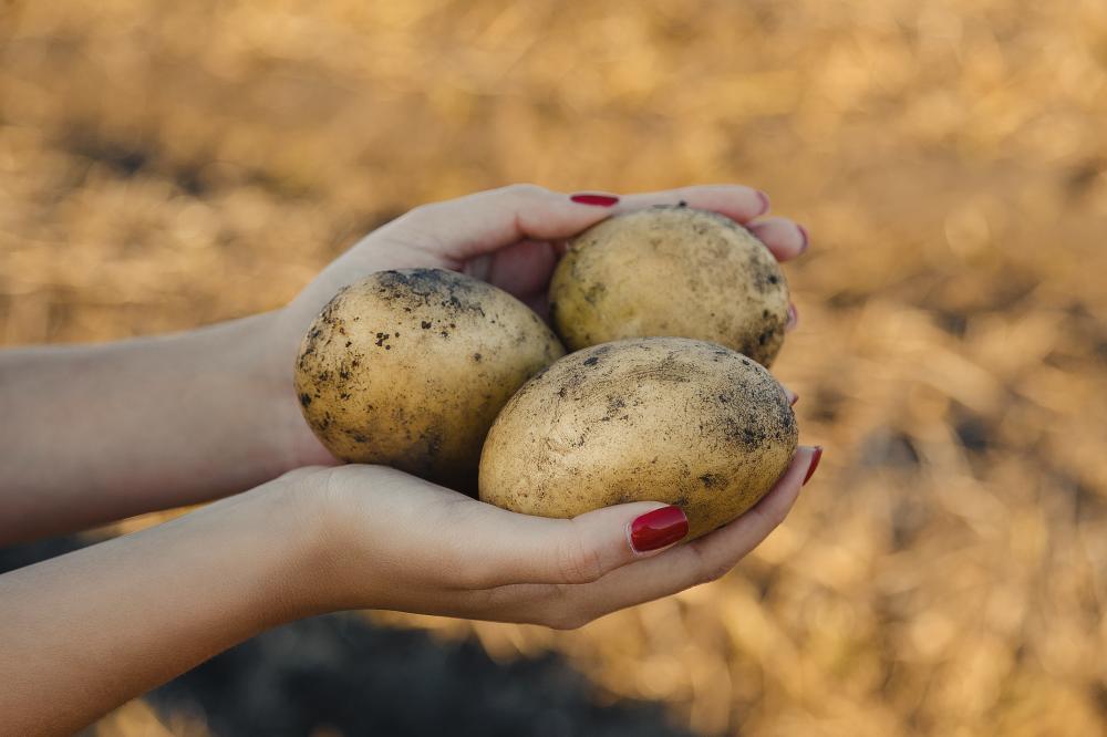 Опыт Узбекистана в производстве картофеля