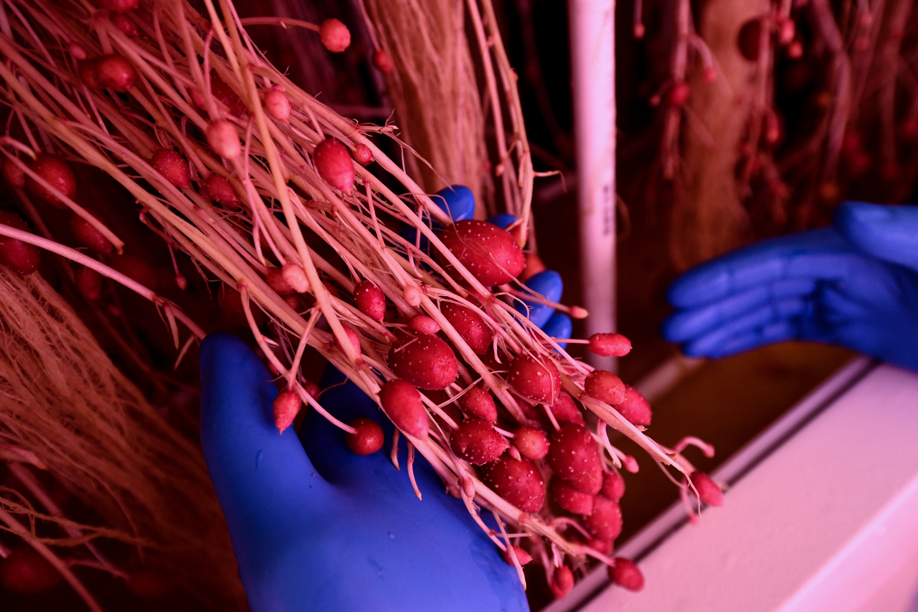 Высокотехнологичные приемы выращивания семенного картофеля