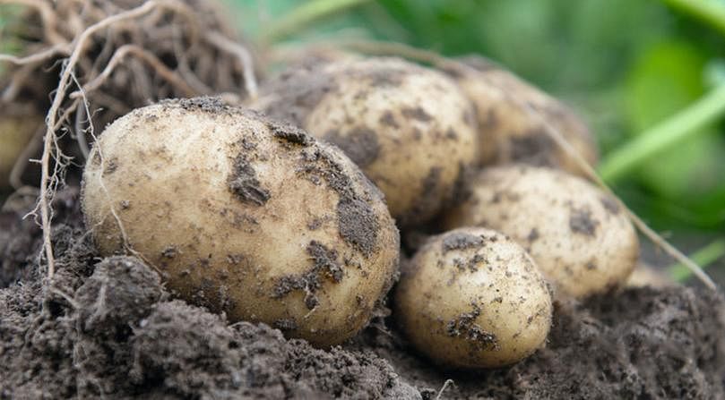 Создано новое средство для хранения картофеля