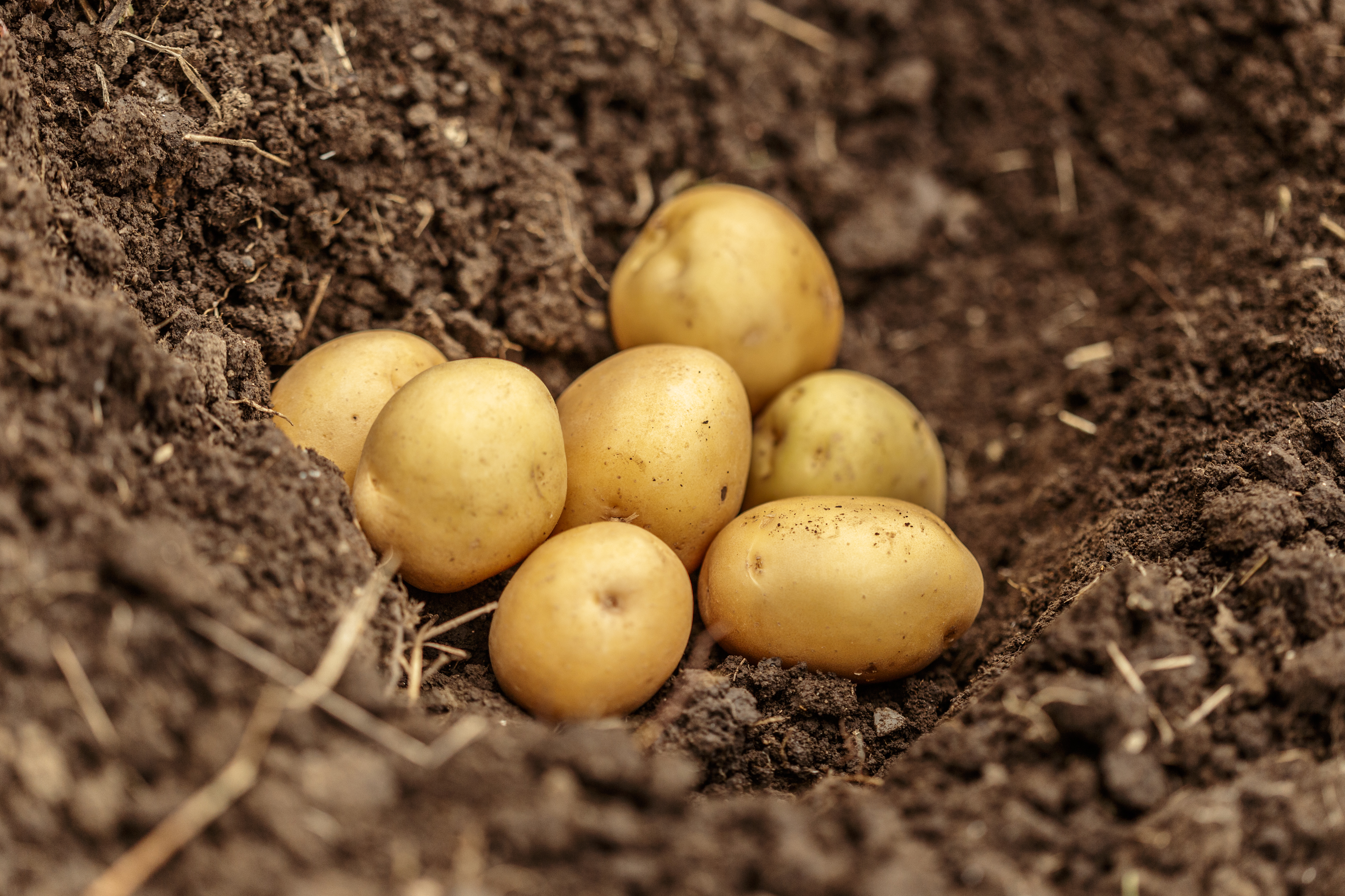 Решения при посадке: глубина заделки клубней и расстояние между растениями картофеля