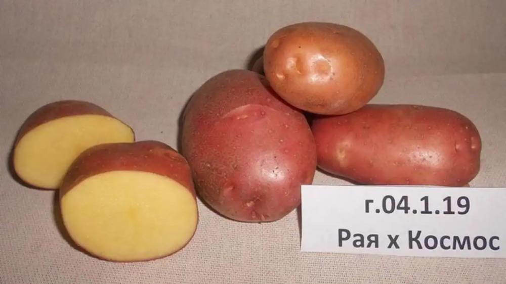 Российские селекционеры запатентовали новый сорт картофеля для Урала