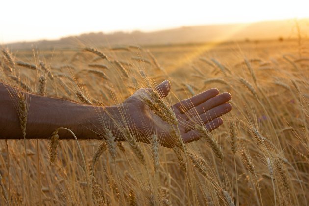 Россия обновила мировой рекорд по импорту пшеницы