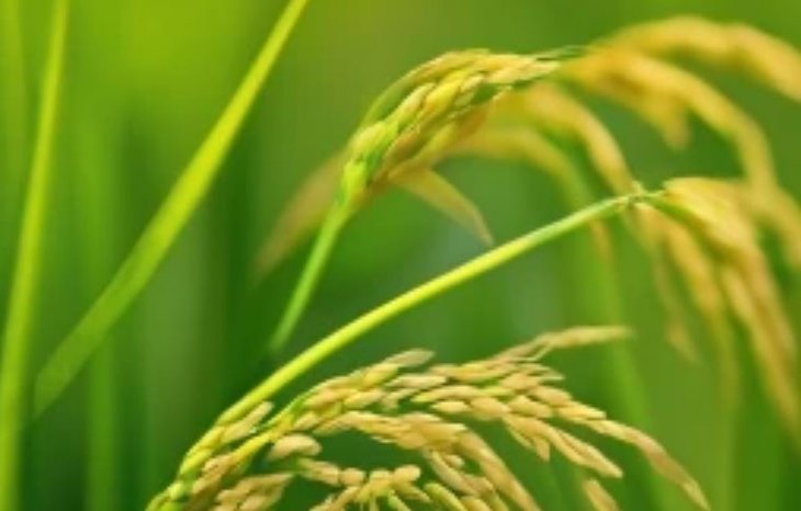 В Индии начинают официально запрещать влагоемкие сорта риса