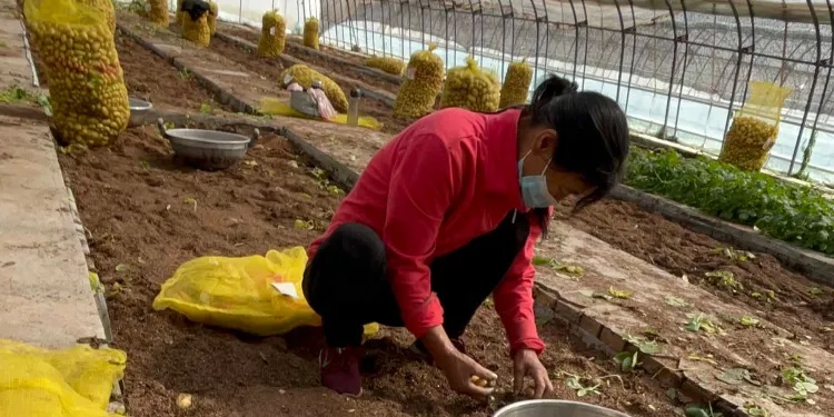 Китай: селекция и семеноводство картофеля
